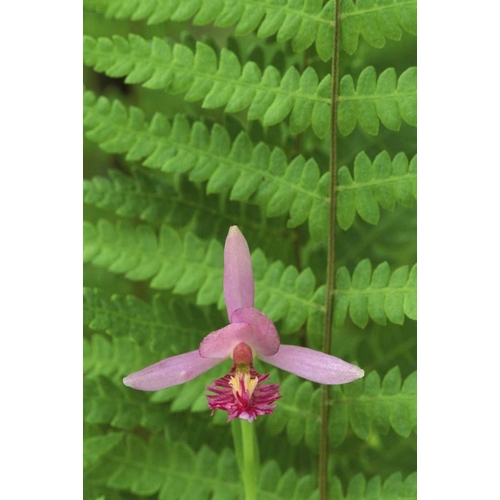 MI, Rose pogonia orchid and marsh fern in spring